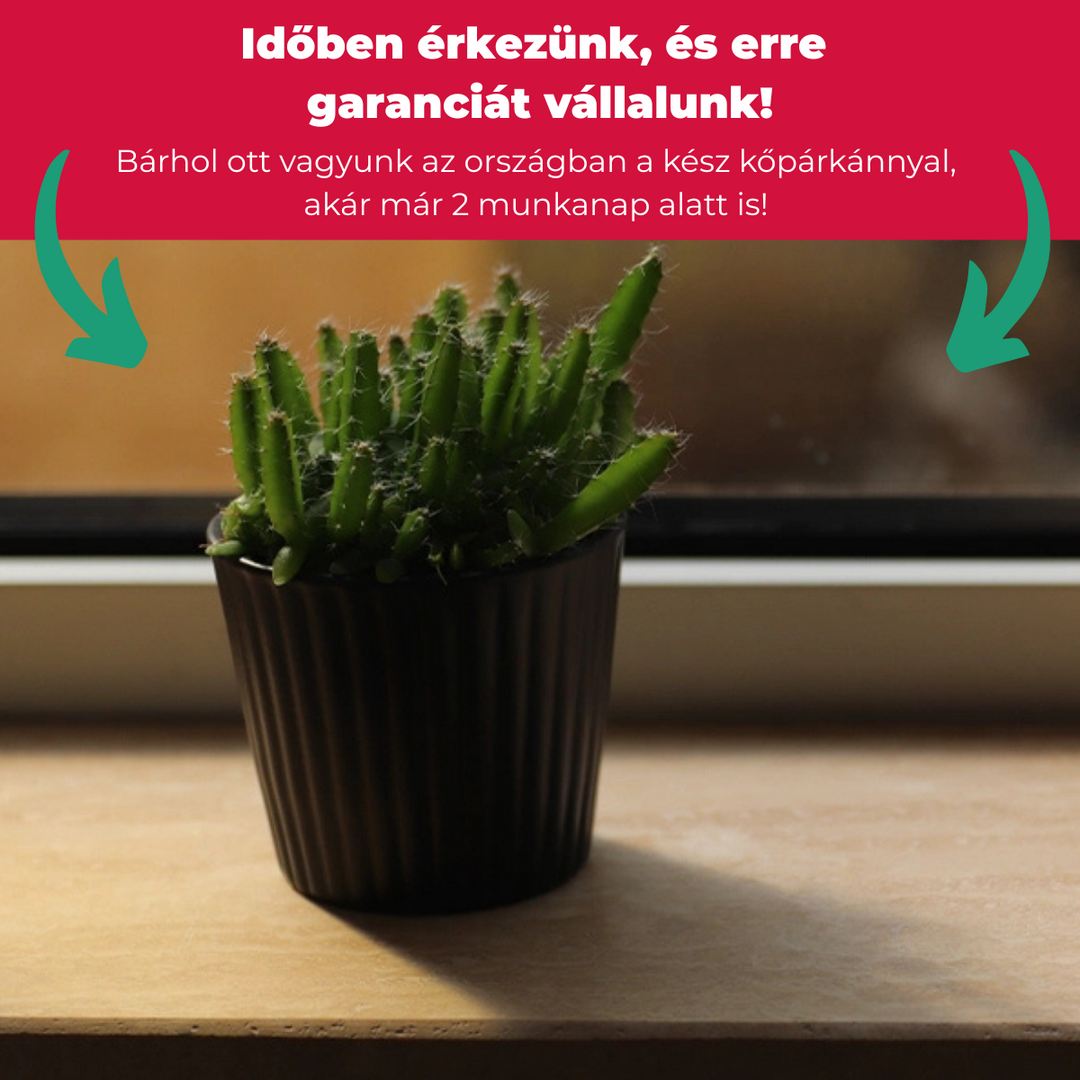 Római travertin mészkő - kőpárkány - Image 3